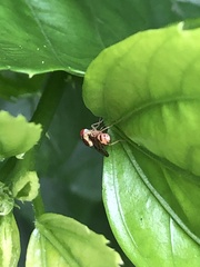 Episyrphus viridaureus