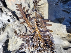 Carpophyllum maschalocarpum