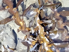 Carpophyllum maschalocarpum