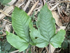 Tectaria polymorpha