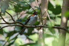 Hemixos castanonotus