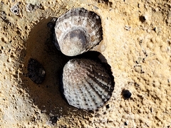 Cellana denticulata