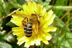Dasypoda hirtipes