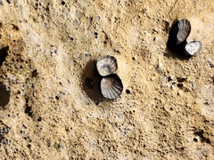 Cellana denticulata