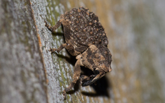 Microporopterus tumulosus