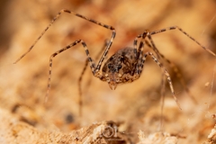 Scytodes globula