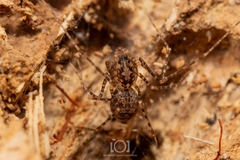 Scytodes globula