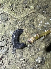 Kobeltia