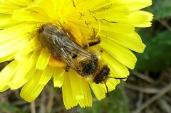 Dasypoda hirtipes