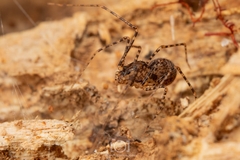 Scytodes globula