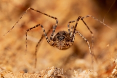 Scytodes globula