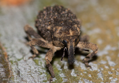 Microporopterus tumulosus