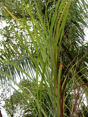 Caryota