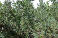 Pinus pumila