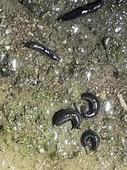 Kobeltia