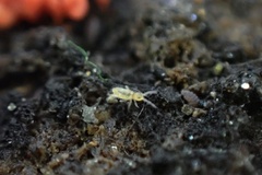 Entomobrya atrocincta