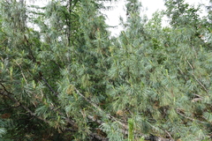Pinus pumila