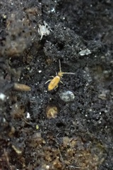 Entomobrya atrocincta