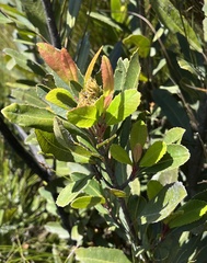 Laurophyllus capensis