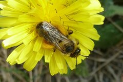 Dasypoda hirtipes