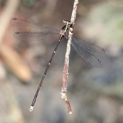 Episynlestes albicaudus