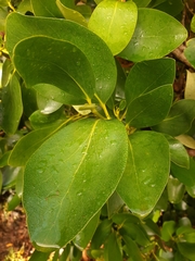 Griselinia lucida