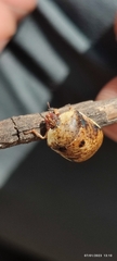 Misippus spinolae