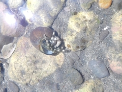 Pagurus novizealandiae