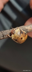 Misippus spinolae