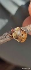 Misippus spinolae