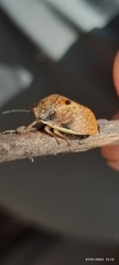 Misippus spinolae