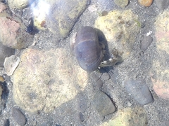 Pagurus novizealandiae