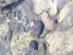 Pagurus novizealandiae