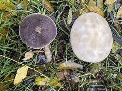 Leratiomyces percevalii