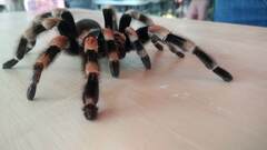 Brachypelma hamorii