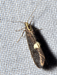 Polix coloradella