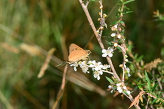 Hesperilla idothea