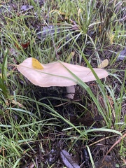 Leratiomyces percevalii