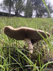 Leratiomyces percevalii