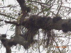 Brassavola tuberculata