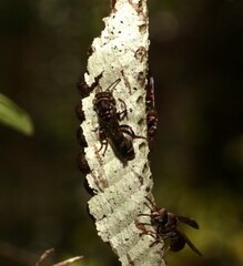 Ropalidia revolutionalis