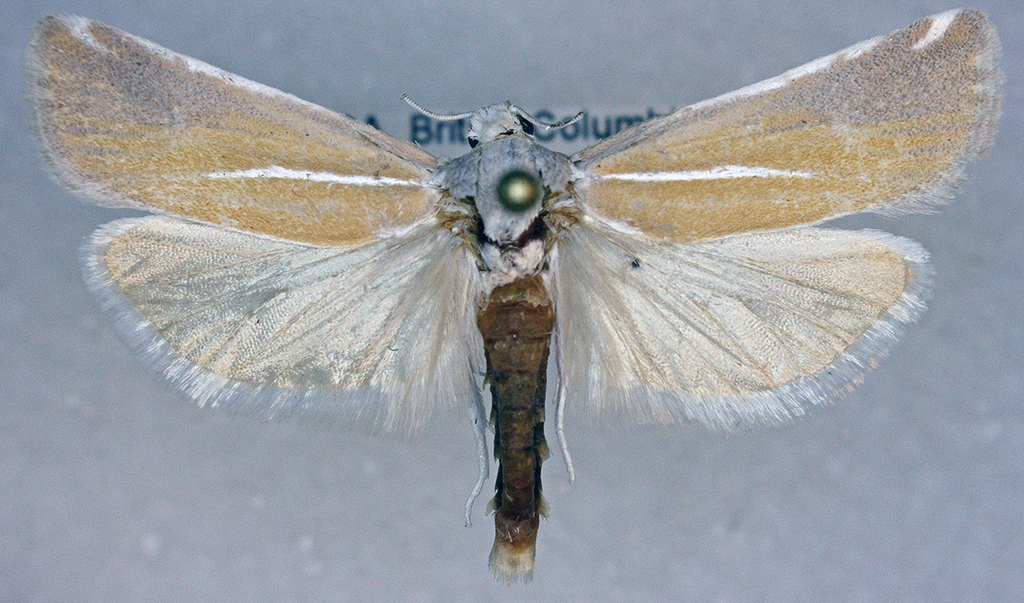 Pelochrista caniceps