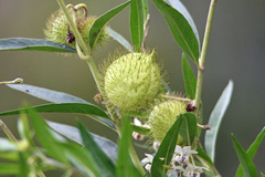 Asclepiadinae