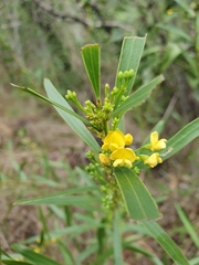 Daviesia flava