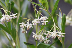 Asclepiadinae