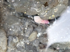 Micrelenchus purpureus