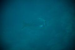 Lethrinus nebulosus