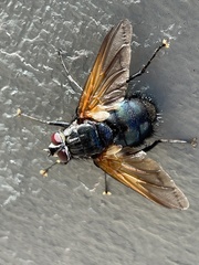 Chetogaster violacea-viridis