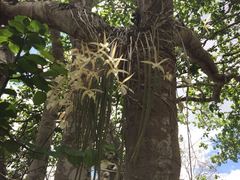 Brassavola tuberculata