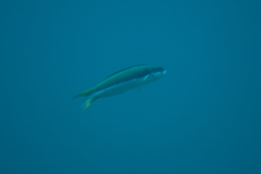 Thalassoma